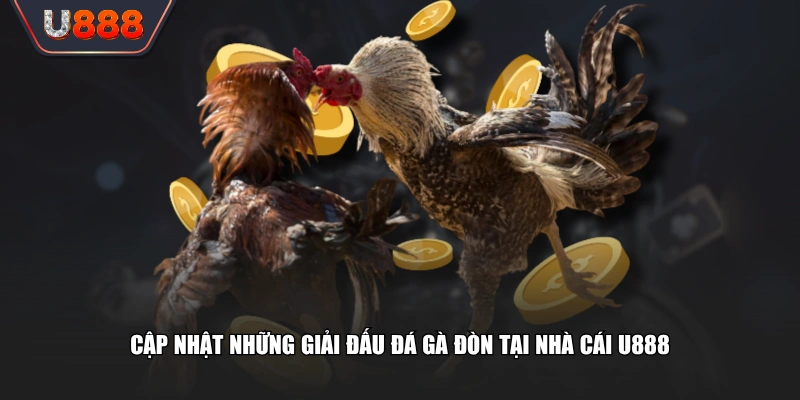 Cập nhật những giải đấu đá gà đòn tại nhà cái U888