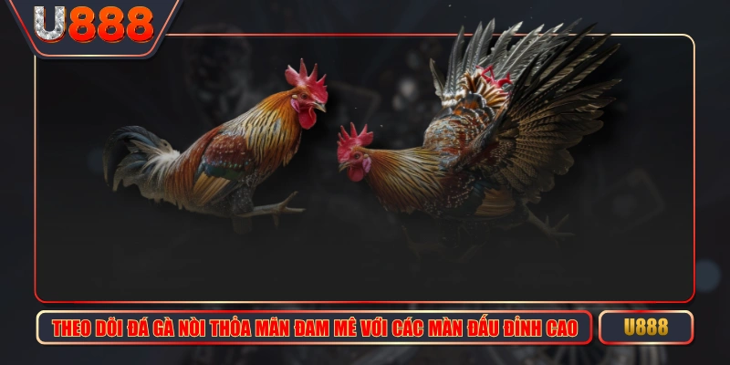 Theo Dõi Đá Gà Nòi Thỏa Mãn Đam Mê Với Các Màn Đấu Đỉnh Cao
